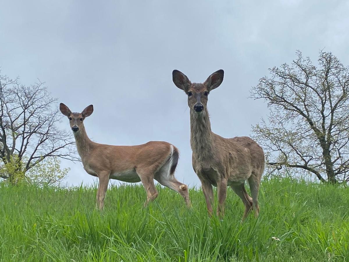 Push to lift PA’s Sunday hunting ban gains support in Harrisburg