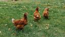 Chickens walking around on grass.