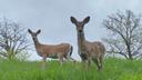 Two deer standing in grass