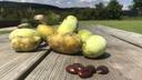 Pawpaw fruits and seeds on a table.