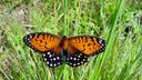 The regal fritillary butterfly.