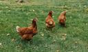 Chickens walking around on grass.