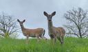 Two deer standing in grass