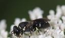 Hylaeus punctatus, a tiny black bee native to Europe that was recently spotted in Pennsylvania.