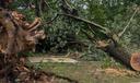 Downed trees in Harrisburg.