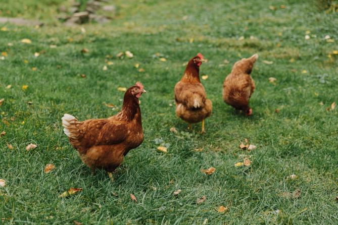 Chickens walking around on grass.