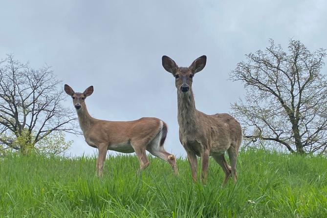 Two deer standing in grass