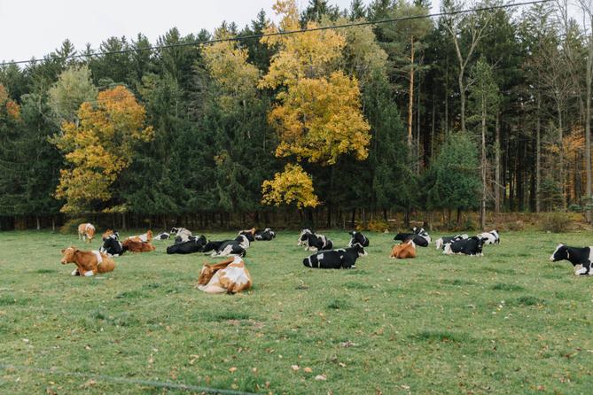 Brown and black cows lying down in a field.