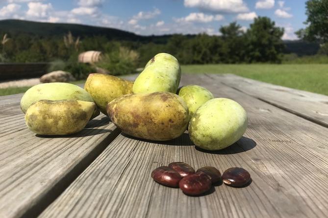 Pawpaw fruits and seeds on a table.