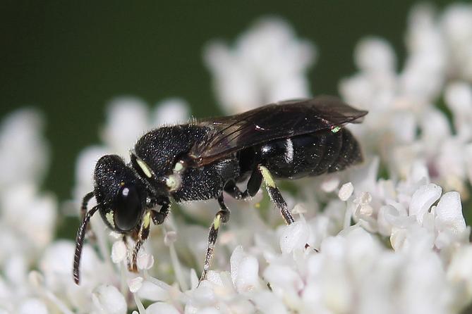 Hylaeus punctatus, a tiny black bee native to Europe that was recently spotted in Pennsylvania.